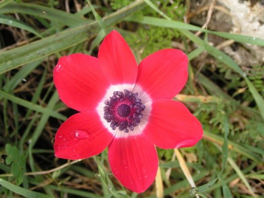 MINOLTA DIGITAL CAMERA