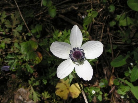 MINOLTA DIGITAL CAMERA