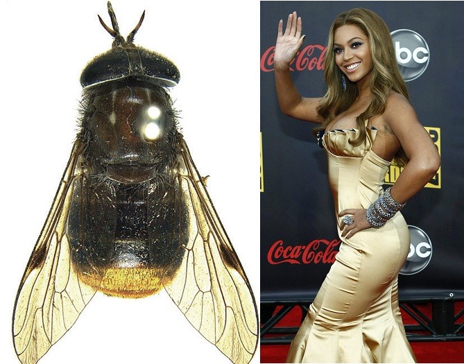 beyonce fly