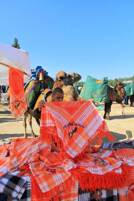 camelsIMG_6698_copy_copy