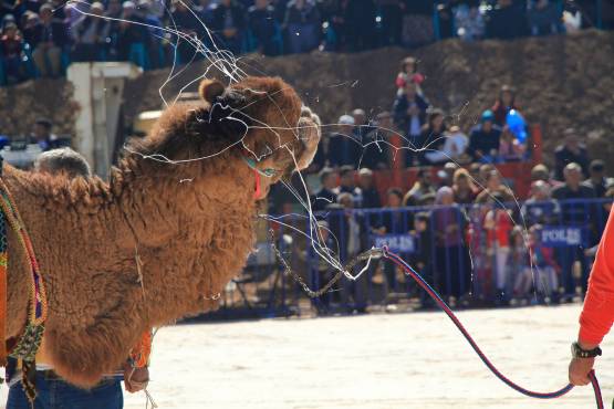 camelsIMG_6702_copy_copy