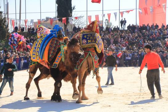 camelsIMG_6714_copy_copy