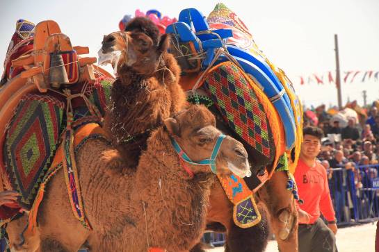 camelsIMG_6720_copy_copy