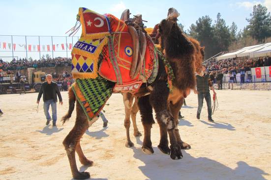 camelsIMG_6735_copy_copy