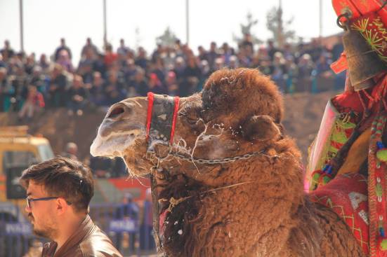 camelsIMG_6753_copy_copy