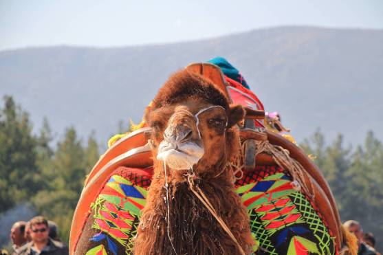 camelsIMG_6764_copy_copy