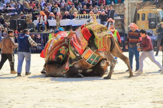 camelsIMG_6782_copy_copy