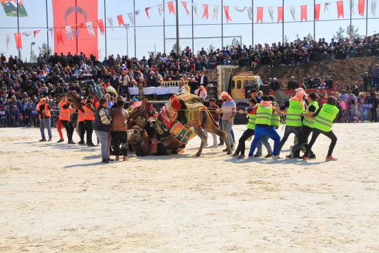 camelsIMG_6784_copy_copy