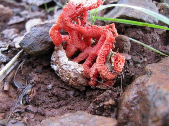 Clathrus-ruber1