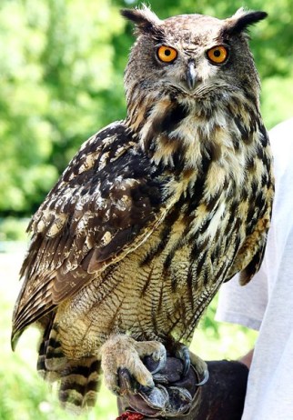 Eurasian-Eagle-Owl