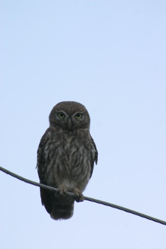 Little-Owl