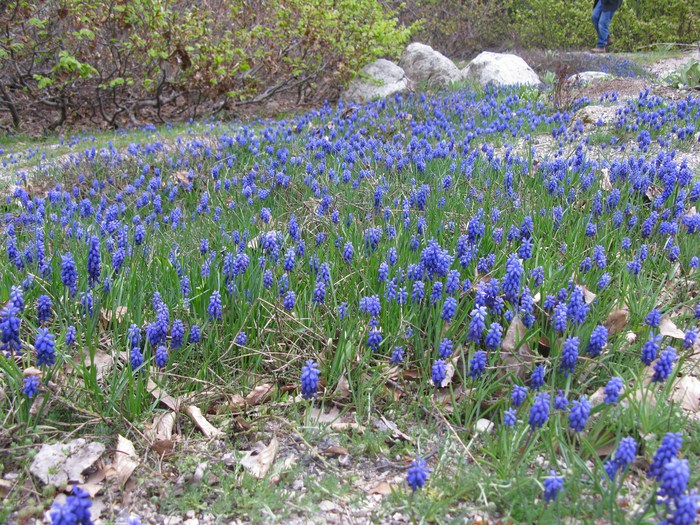 Muscari-latifolium2_1