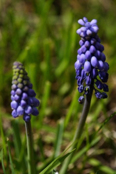 muscari