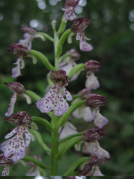 Orchis-lactea5