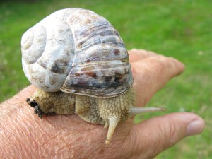 snail3_1