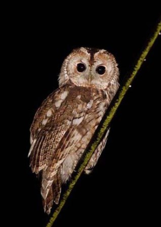 tawny-owl