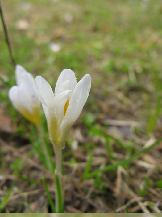 white crocus