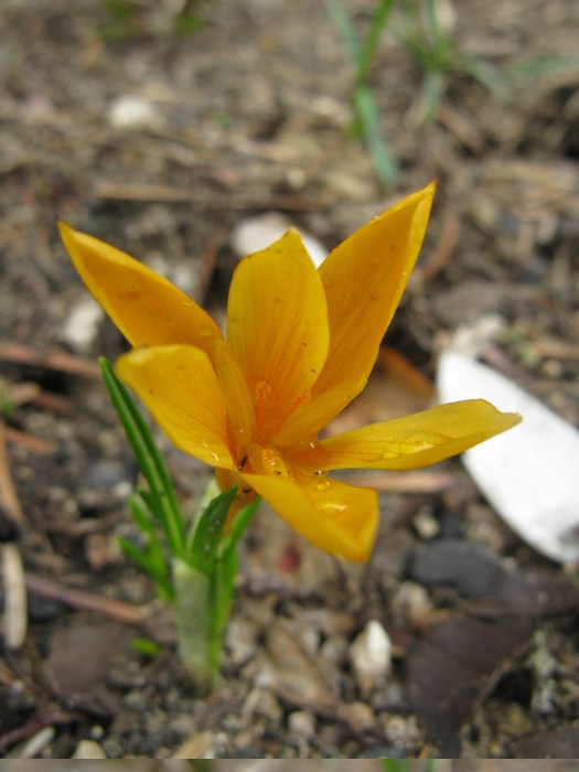 yellow crocus
