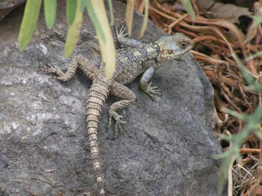 MINOLTA DIGITAL CAMERA