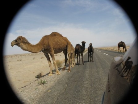 camels1