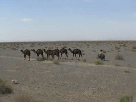 camels2