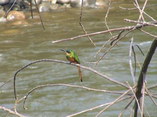 emerald-kingfisher_1
