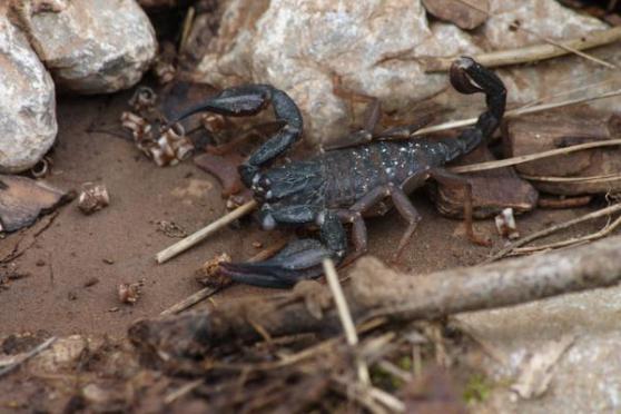 Iurus-dufoureius-ssp-asiaticus-4_11