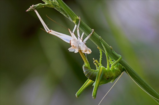 katydid-emerging