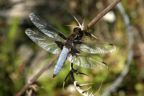 Libellula-depressa-m-2_1