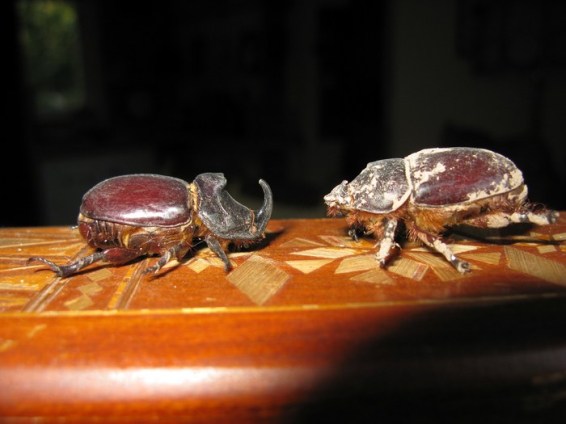 rhino-beetles