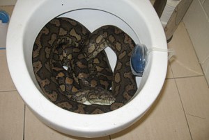 Snake-in-toilet