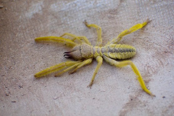 yellow sun spider