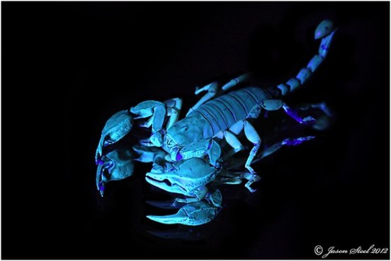 Yellow-tailed-scorpion-infra-red