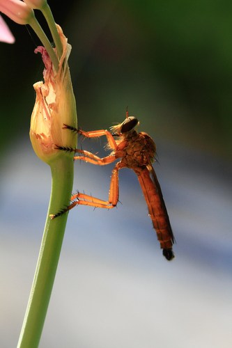 robberfly1