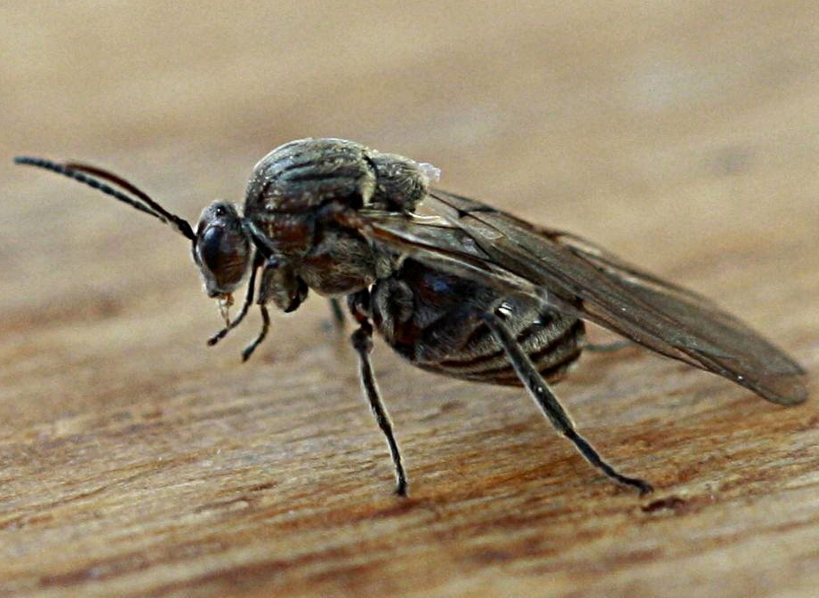 Knopper Oak Gall Wasp