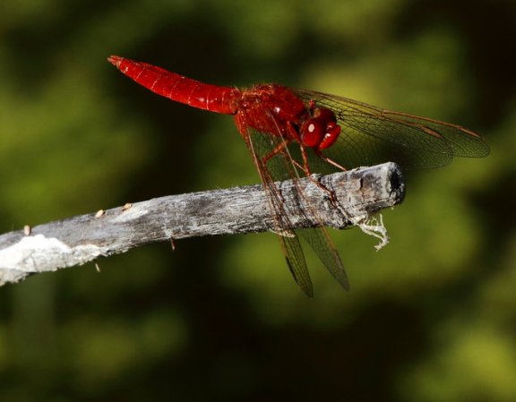 Crocothemis erythraea (m)