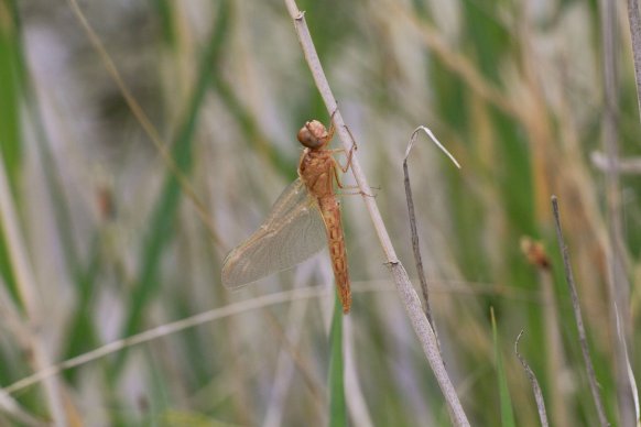 newly emerged S striolatum