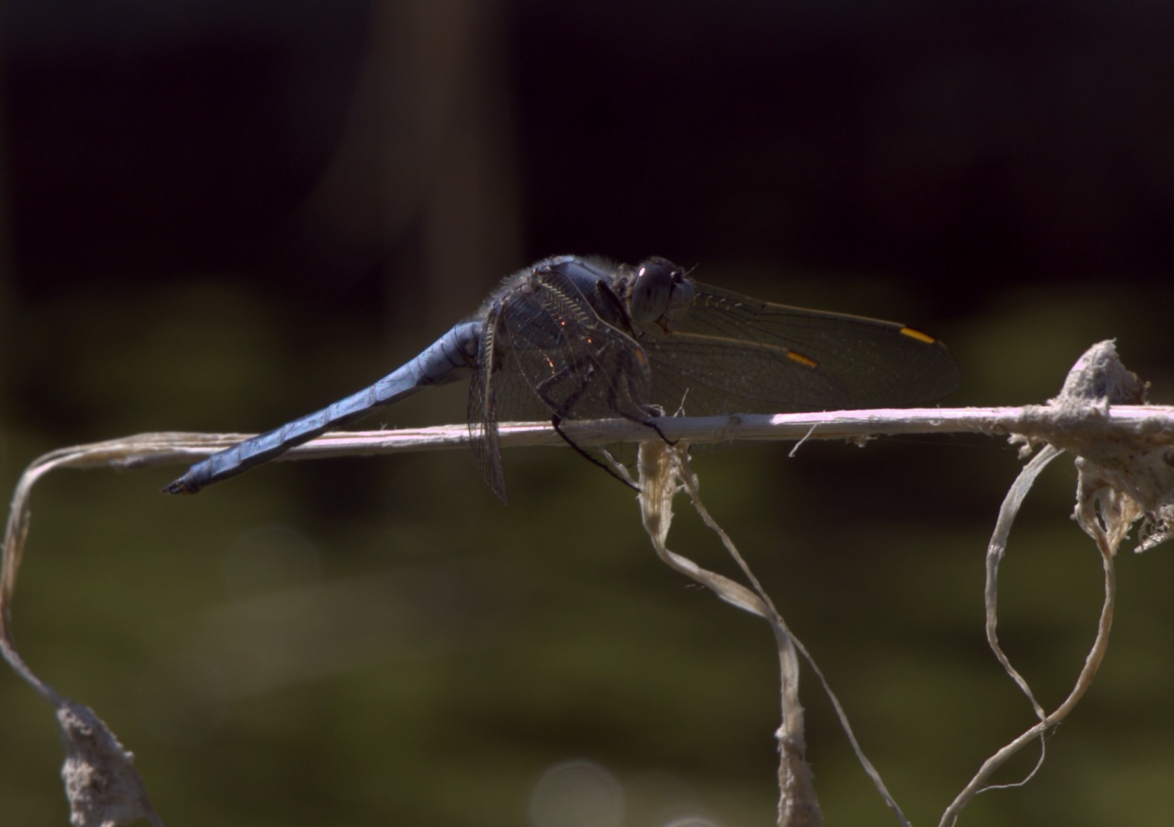 Orthetrum brunneum (m)