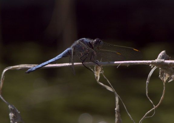 Orthetrum brunneum (m)