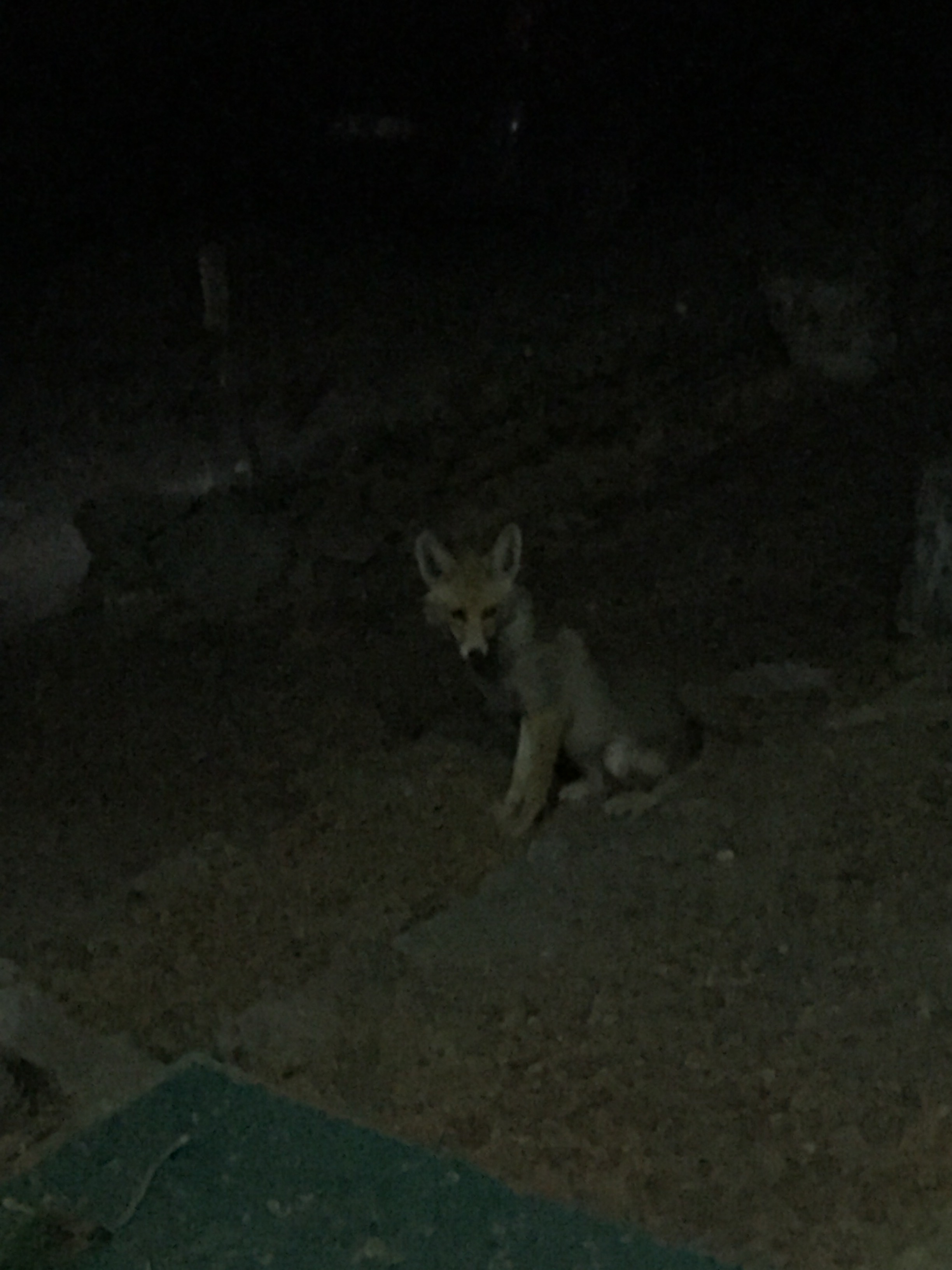 Canis auris - Golden Jackal