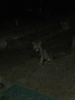 Canis auris - Golden Jackal